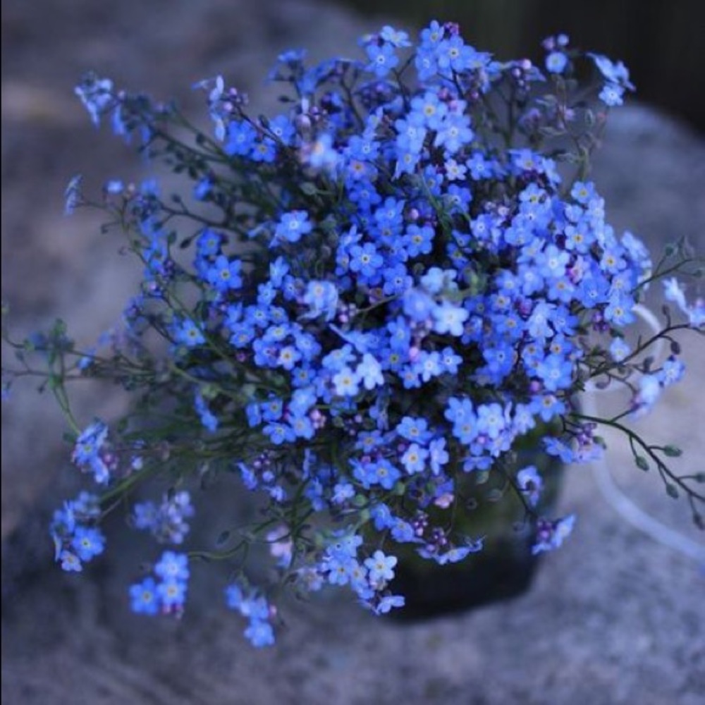 Forget me not flowers